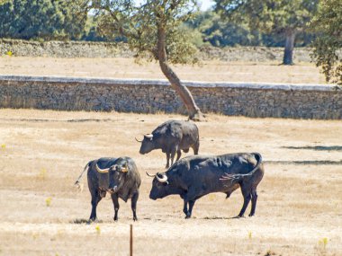 Yaz aylarında, İspanya mera üzerinde cesur boğa