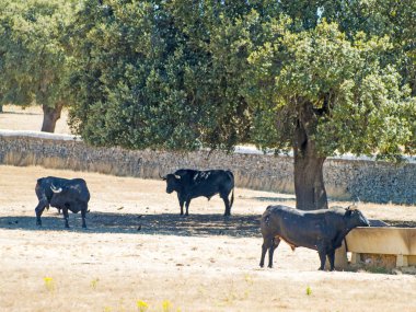 Yaz aylarında, İspanya mera üzerinde cesur boğa