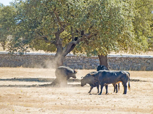 スペインの夏の牧草地の勇敢な雄牛 — ストック写真