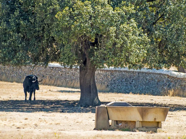 Yaz aylarında, İspanya mera üzerinde cesur boğa