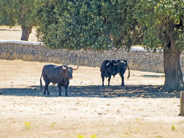 여름에 스페인에서 목장에 용감한 황소 — 스톡 사진
