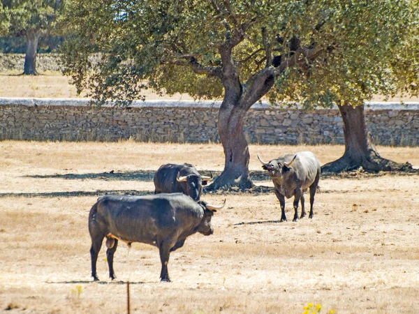 Taureaux courageux sur le pâturage en Espagne en été — Photo