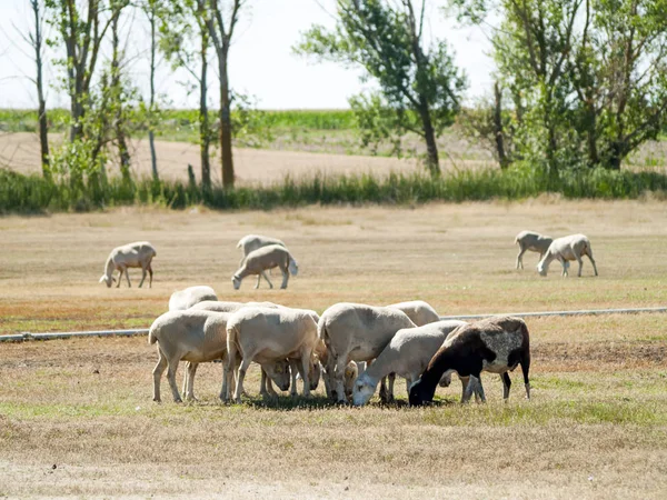 Ovelhas que pastam em um campo no horário de verão — Fotografia de Stock