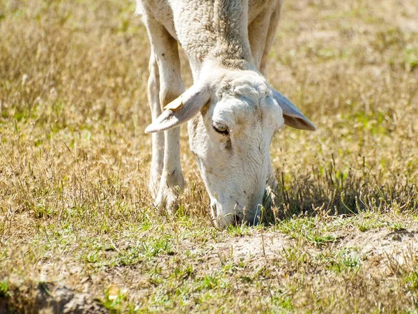 Вівці пасуться на полі в літній час — стокове фото