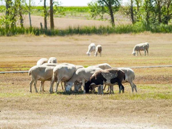Sheeps grazing on a field on summertime — Stock Photo, Image