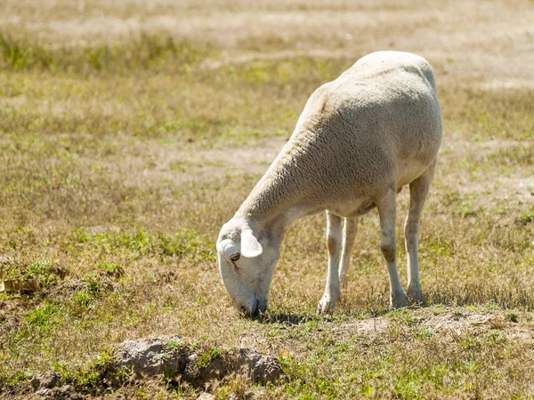 Schafe weiden im Sommer auf einem Feld — Stockfoto