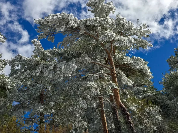 Snö på grenarna av Pinus Tree (Pinus sylvestris) på skogen — Stockfoto