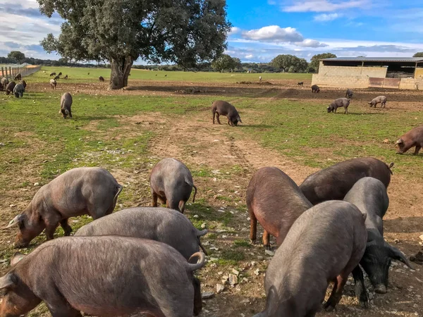 Ispanya 'daki çiftlikte, Holm meşe ve mavi gökyüzü ve bulutlarla çayırda otlama yapan İberyalı domuzlar sürüsü — Stok fotoğraf