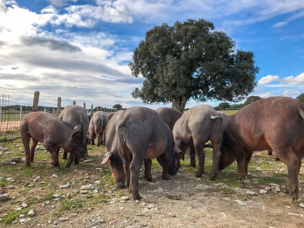 Una manada de cerdos ibéricos pastando en la granja en España, en el pasto con encinas y cielo azul y nubes — Foto de Stock