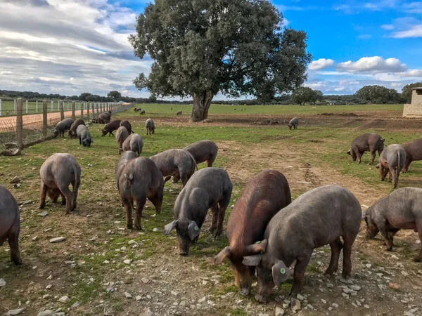 Стадо иберийских свиней, пасущихся в дикой природе на ферме в Испании, на пастбище с дубом, голубым небом и облаками — стоковое фото