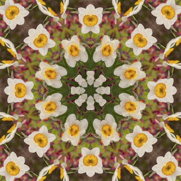 Abstraktní kaleidoskop Narcis květy na jaře — Stock fotografie