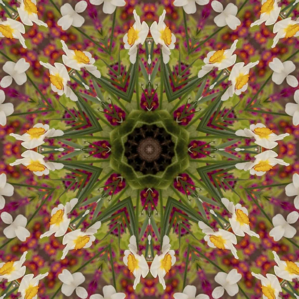 Abstraktní kaleidoskop Narcis květy na jaře — Stock fotografie