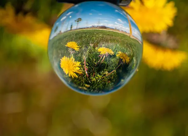 Reflecties van paardebloemen in een tuin in het voorjaar in een kristallen bol / concept van milieu — Stockfoto