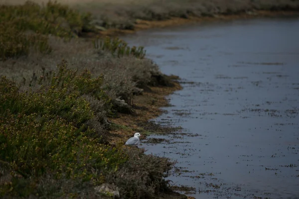 Seagull in het groene gras — Stockfoto