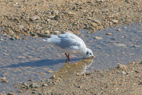 海鸥的饮用水 — 图库照片
