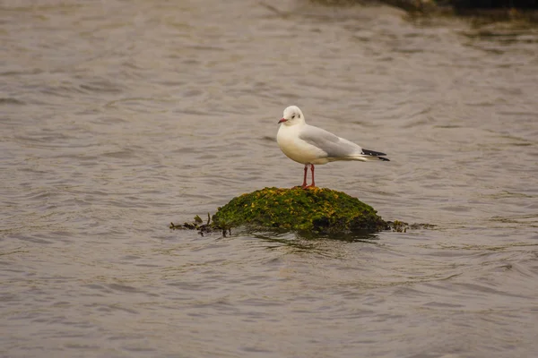 Gaviota en la isla —  Fotos de Stock