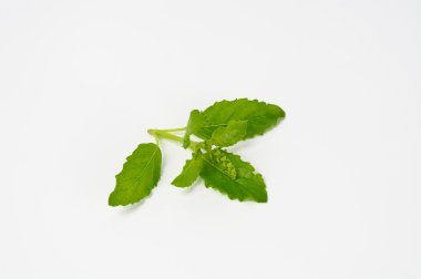 Taze yeşil yaprak fesleğen. Beyaz arka plan üzerinde izole