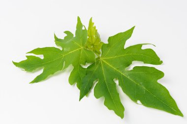 Beyaz arkaplanda Papaya yaprağı izole