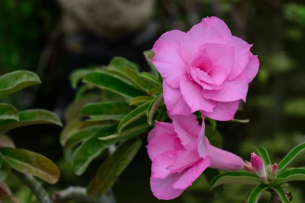 Soft focus pink Impala lily. Pink azaleas. Pink flower. Desert Rose. Impala Lily. Mock Azalea. Pink desert rose. Azalea flowers. Colorful azalea flowers. Pink azalea flowers. — Stock Photo, Image