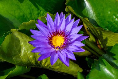 Bahçede çiçek açan mor lotus