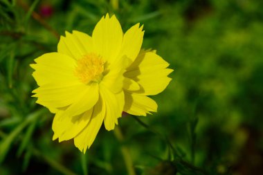 Sarı Cosmos çiçek Bahçe - çiçek açan evren, kükürt Cosmos içinde