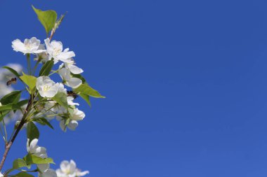 İlkbaharda kiraz çiçekleri