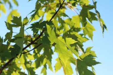 Kartpostal yaz günü için arka plan