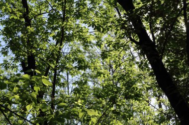 kartpostal yeşil yaprakları ve dalları için arka plan