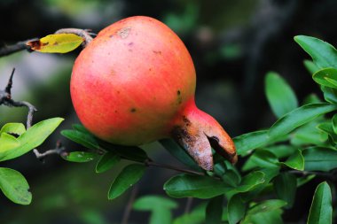 Geleneksel Japon Parkı Tokyo'da