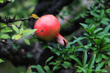 Geleneksel Japon Parkı Tokyo'da