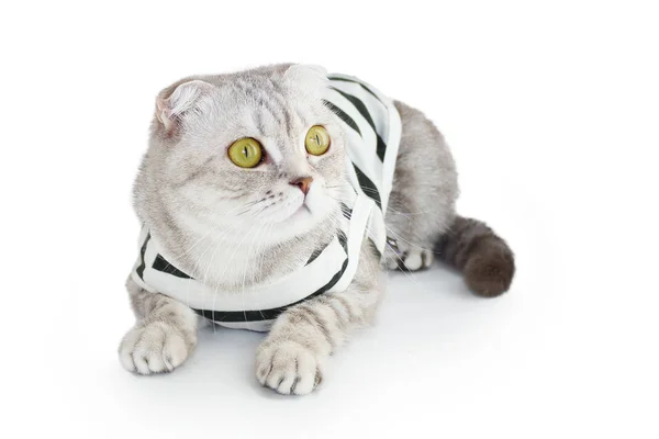 Gatto in abiti su sfondo bianco — Foto Stock