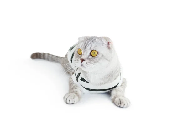 Gatto Cima Sfondo Bianco — Foto Stock