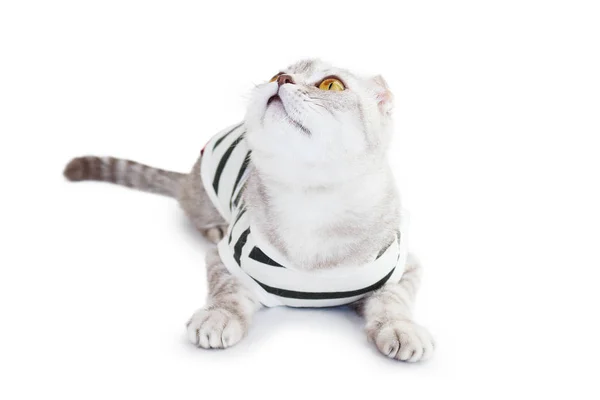 Gatto in cima su sfondo bianco — Foto Stock