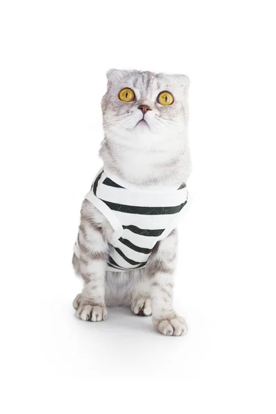 Кошка в одежде на белом фоне — стоковое фото