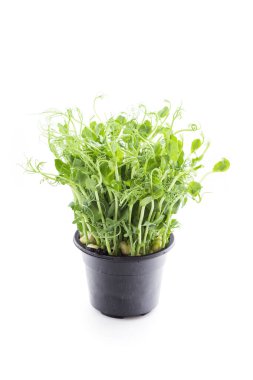 Bahar salatası için yeşil bezelye