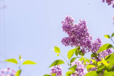 İlkbaharda mavi gökyüzüne yakın çiçek açan leylak rengi.