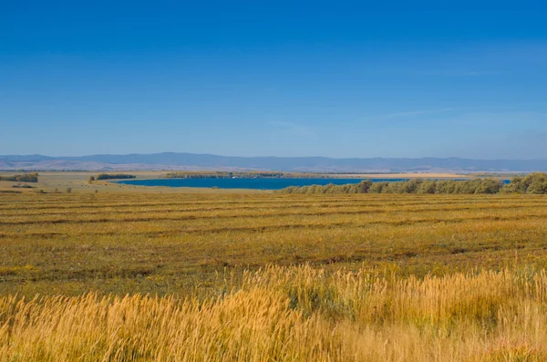 Сельский пейзаж, поле, зерно — стоковое фото