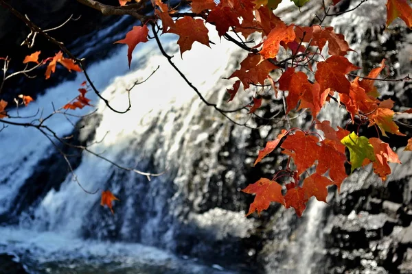 Feuilles rouges avec chutes d'eau et rapides en arrière-plan, Kabir Koub — Photo