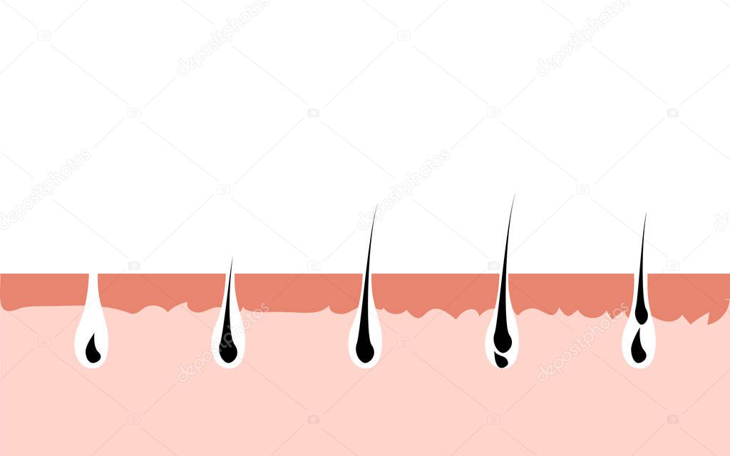 Hair growth cycle skin. Follicle anatomy anagen phase, hair growth diagram illustration