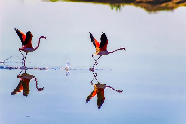 Flamencos Corriendo En Marismas de Odiel de Huelva — Stockfoto