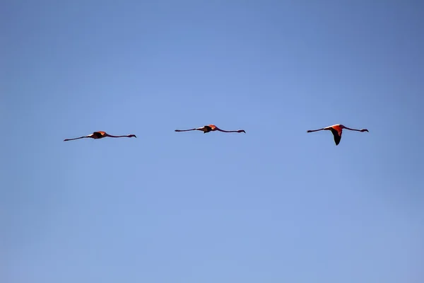 Flamencos Volando En el Paraje natural Marismas del Odiel de Huelva — Stockfoto