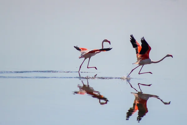 Два Фламинго Начинают Бегать — стоковое фото