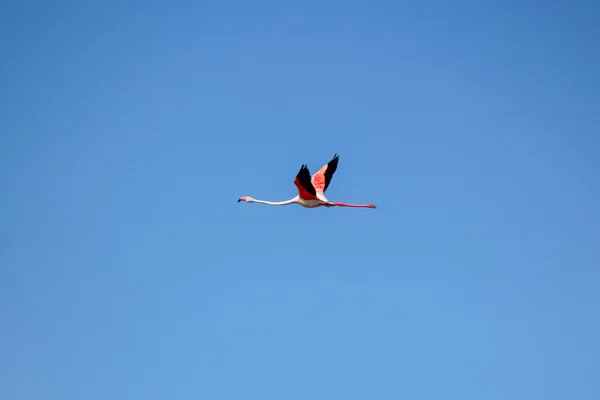 Flamingo Fliegt Naturgebiet Marismas Del Odiel — Stockfoto