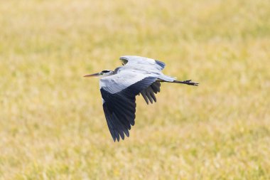 Gri balıkçıl sarı arka plan üzerinde uçan
