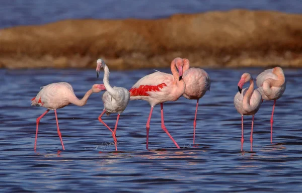 Süße Landschaft von Flamingos im Sonnenuntergang im Naturschutzgebiet benannt — Stockfoto