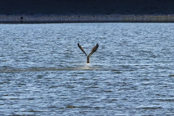 Fischadlerfischerei im Naturschutzgebiet — Stockfoto