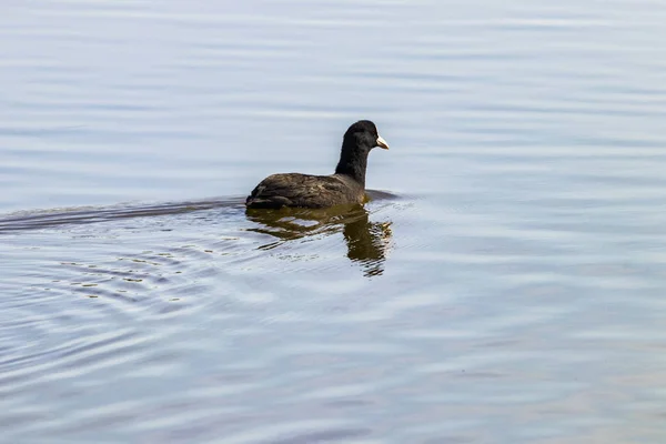 Eurasian coot  in calm water with reflections