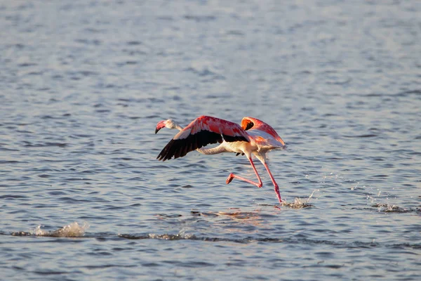 Flamingo running starting to fly in Andalusia, Spain Stock Photo