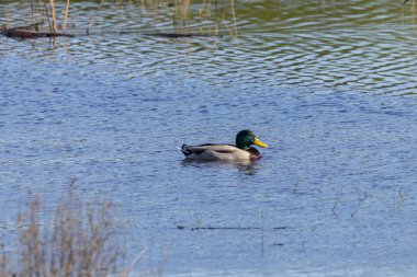 Bir ördek vurdum kaç içinde Donana, Endülüs, İspanya