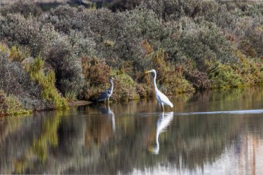 Gri balıkçıl ve büyük ak balıkçıl yüz yüze